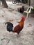 Fighting cock in Philippines. Cockfight concept. Asian farm. Rural background. Colorful cock with beautifel feather.