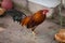 Fighting cock-Red Jungle Fowl (Gallus Gallus)