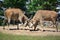 Fighting common eland or southern eland