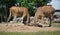 Fighting common eland or southern eland