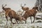 Fighting deers in winter forest.