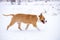 Fighting dog breed American Staffordshire terrier runs through the snow