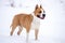 Fighting dog brown color stands in the snow. pit bull breed