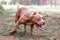 Fighting dog in the park for a walk, Bull