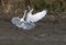 Fighting of egret bird on mud flat