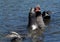 Fighting Elephant Seals