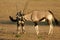 Fighting Gemsbok