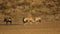 Fighting gemsbok antelopes - kalahari desert
