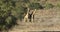 Fighting giraffe bulls - Kalahari desert