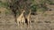 Fighting giraffe bulls - South Africa