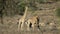 Fighting giraffe bulls and springbok antelopes