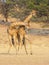 Fighting Giraffe in the Kalahari