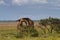 Fighting Giraffes at Etosha National Park