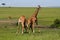 Fighting giraffes, Kenya