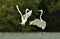 The fighting great egrets