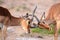 Fighting Impala Antelope