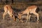 Fighting impalas