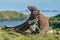 The Fighting Komodo dragons