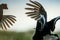 Fighting lekking Black Grouses. Sunrise Birkhuhn, black grouse (Tetrao tetrix), blackgame (Lyrurus tetrix).