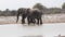 Fighting male elephants at a waterhole