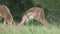 Fighting male Impala antelope