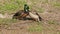 Fighting male mallard ducks - Anas platyrhynchos