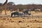 Fighting males Damara zebras and giraffes at the waterhole, Etosha, Namibia