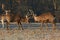 Fighting Manchurian Sika Deer Cervus nippon mantchuricus at first light on a frosty winter morning.