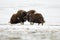 Fighting Musk-ox pair in Norge