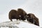 Fighting Musk-ox pair in Norge