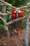 Fighting parrots at the Butterfly World, Florida