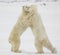 Fighting polar bears.