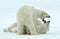 Fighting Polar bears (Ursus maritimus ) on the snow.
