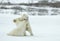 Fighting Polar bears (Ursus maritimus ) on the snow.