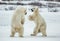 Fighting Polar bears (Ursus maritimus ) on the snow. Arctic tundra. Two polar bears play fighting. Polar bears fighting on snow h