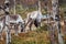 Fighting reindeers in the forest, Lapland