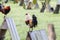 Fighting Roosters Tethered to the Enclosures at a Farm in Jalisco, Mexico