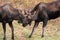 Fighting Small Bull Moose