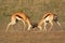 Fighting Springbok