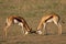 Fighting Springbok