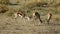 Fighting springbok antelopes