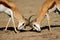 Fighting springbok antelopes