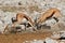 Fighting springbok antelopes