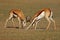 Fighting Springbuck