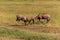 Fighting topi antelopes