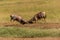 Fighting topi antelopes