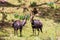 Fighting two male Menelik Bushbuck Bale Mountain, Ethiopia