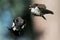Fighting of two male Pied Flycatchers in flight