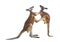 Fighting two red kangaroos on white background