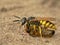 Fighting wasp